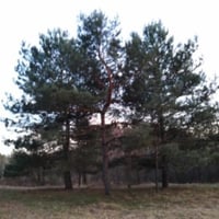 Anula83