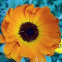 Ania