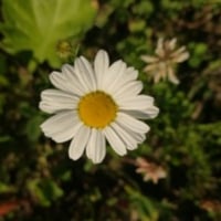 Rororen